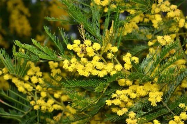 ACACIA DECURRENS LEAF EXTRACT 대표 사진