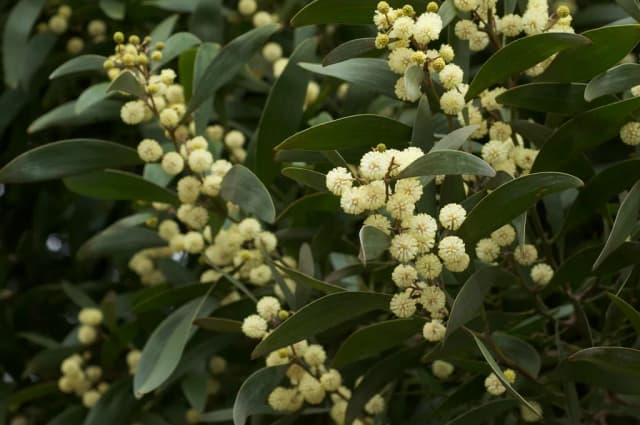 ACACIA MELANOXYLON LEAF EXTRACT 대표 사진