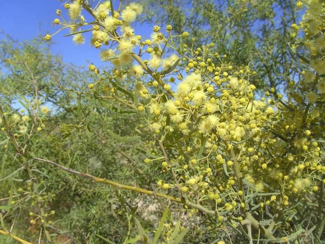 ACACIA VICTORIAE SEED OIL 대표 사진