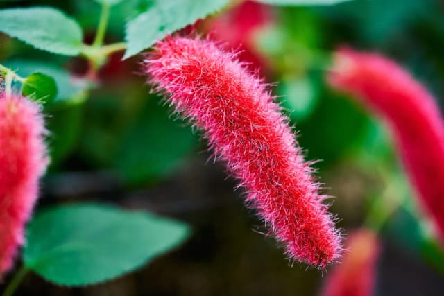 ACALYPHA REPTANS CALLUS CULTURE EXTRACT 대표 사진