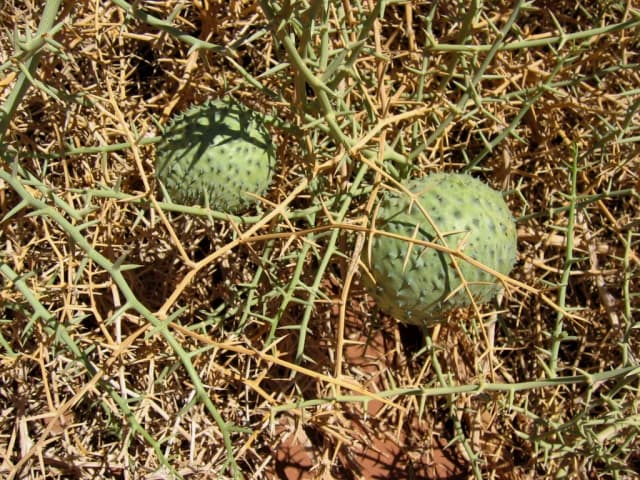 ACANTHOSICYOS HORRIDUS SEED OIL 대표 사진