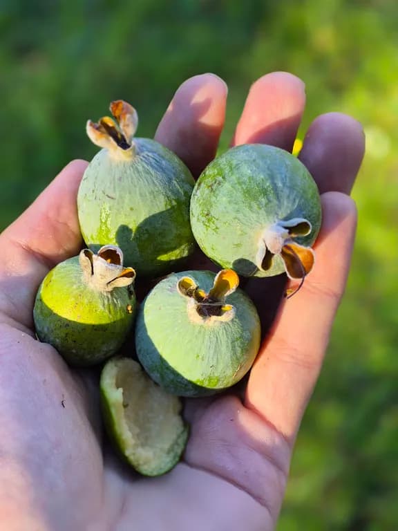 ACCA SELLOWIANA FRUIT EXTRACT 대표 사진