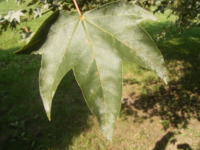 ACER PICTUM BRANCH/STEM WATER 대표 사진