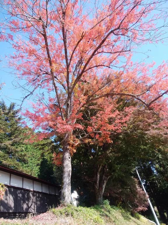 ACER PYCNANTHUM LEAF EXTRACT 대표 사진
