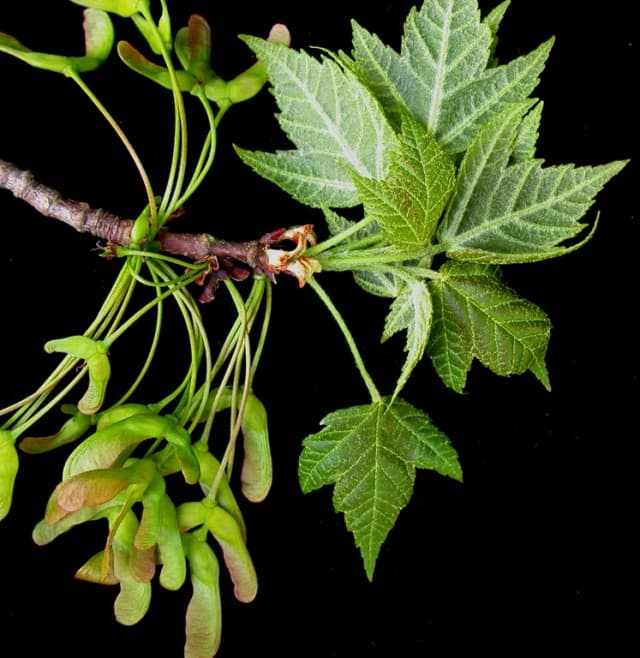 ACER RUBRUM LEAF EXTRACT 대표 사진