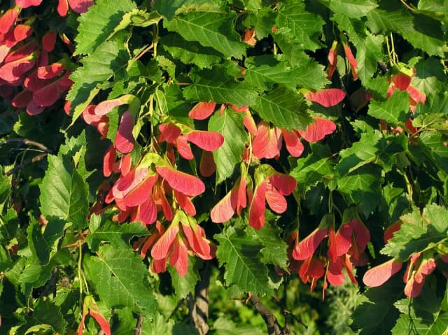 ACER TATARICUM LEAF EXTRACT 대표 사진