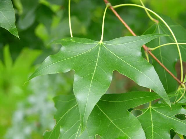 ACER TRUNCATUM SEED OIL 대표 사진