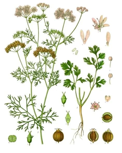 CORIANDRUM SATIVUM EXTRACT Foto