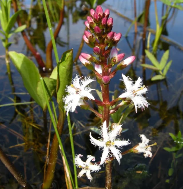 MENYANTHES TRIFOLIATA LEAF EXTRACT 대표 사진