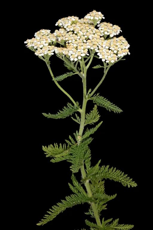 ACHILLEA MILLEFOLIUM FLOWER/CHAMOMILLA RECUTITA FLOWER/FOENICULUM VULGARE FRUIT/HUMULUS LUPULUS/MELISSA OFFICINALIS LEAF/VISCUM ALBUM FRUIT EXTRACT 대표 사진