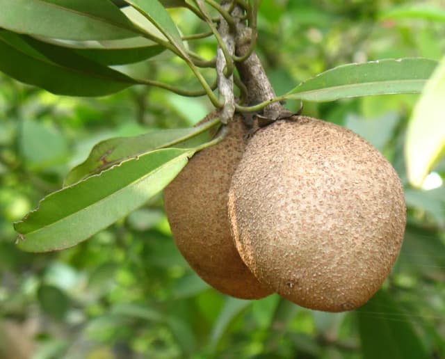 ACHRAS SAPOTA SEED OIL 대표 사진