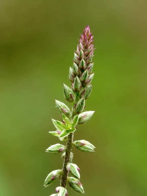 ACHYRANTHES ASPERA LEAF EXTRACT 대표 사진