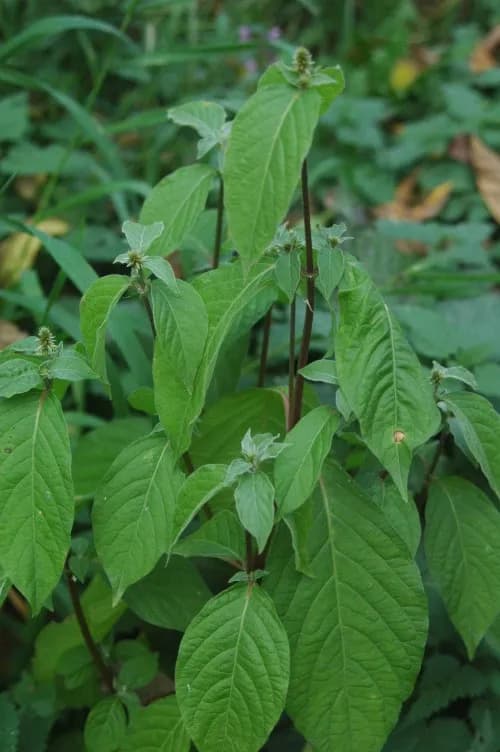ACHYRANTHES BIDENTATA ROOT EXTRACT 대표 사진
