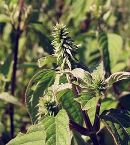 ACHYRANTHES JAPONICA EXTRACT 대표 사진