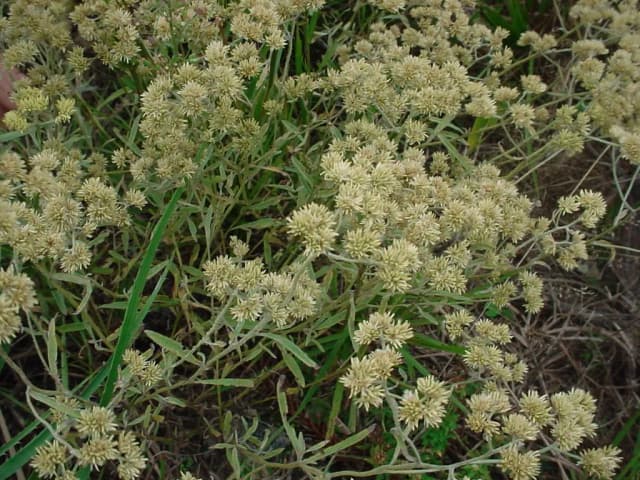 ACHYROCLINE SATUREIOIDES LEAF EXTRACT 대표 사진
