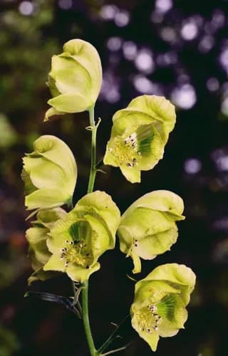 ACONITUM KOREANUM EXTRACT 대표 사진
