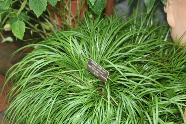ACORUS GRAMINEUS RHIZOME EXTRACT 대표 사진