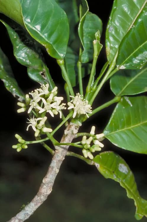 ACRONYCHIA ACIDULA FRUIT EXTRACT 대표 사진