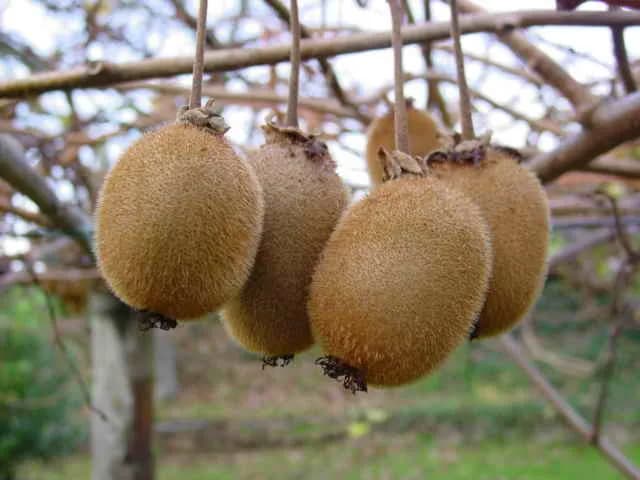 ACTINIDIA DELICIOSA FRUIT EXTRACT 대표 사진