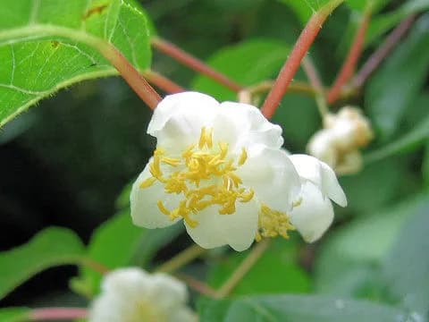ACTINIDIA POLYGAMA FRUIT EXTRACT 대표 사진