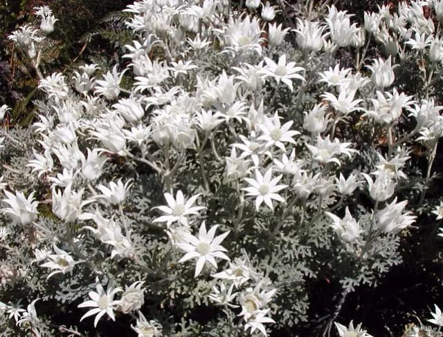 ACTINOTUS HELIANTHI FLOWER EXTRACT 대표 사진