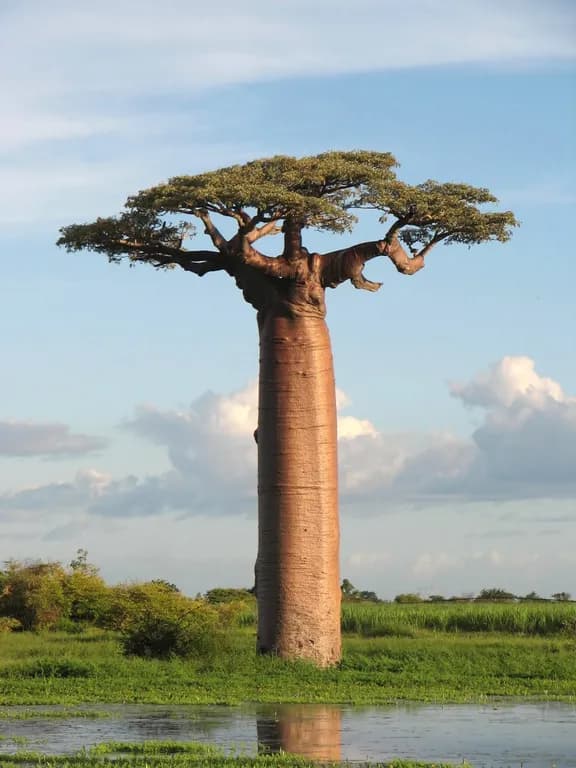 ADANSONIA GRANDIDIERI SEED OIL 대표 사진