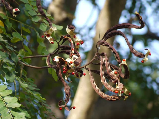 ADENANTHERA PAVONINA SEED EXTRACT 대표 사진