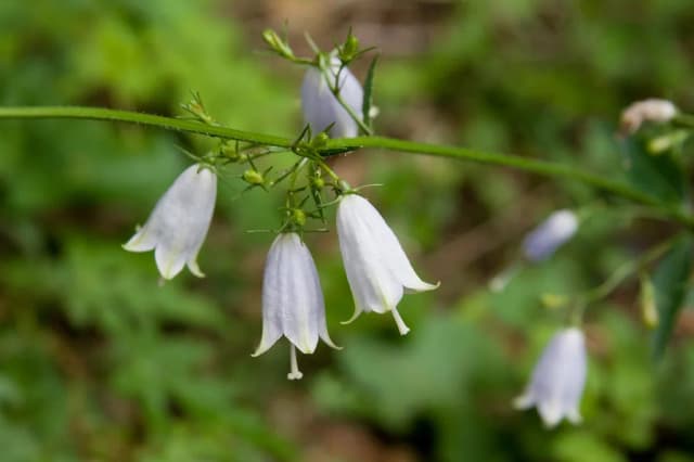 ADENOPHORA TRIPHYLLA FLOWER/LEAF/STEM EXTRACT 대표 사진