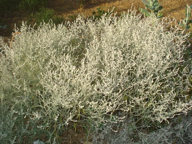 AERVA JAVANICA FLOWER/LEAF/STEM EXTRACT 대표 사진