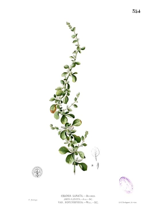 AERVA LANATA EXTRACT 대표 사진
