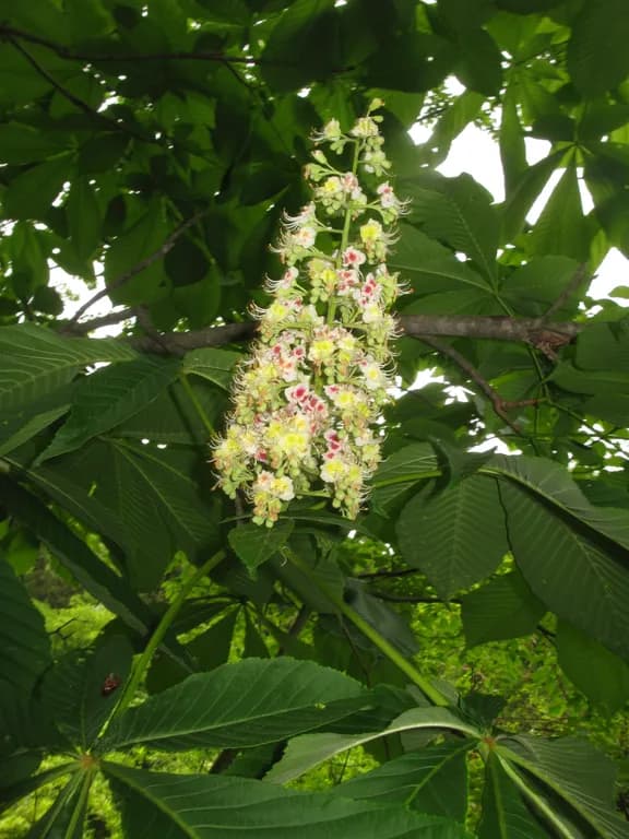 AESCULUS TURBINATA BARK 대표 사진