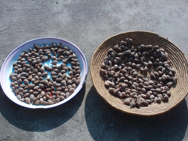 AFRAMOMUM CORRORIMA SEED OIL 대표 사진