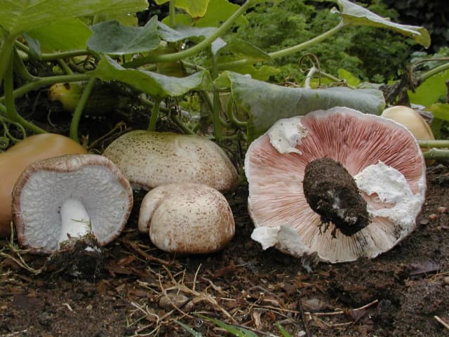 AGARICUS BLAZEI FRUITING BODY EXTRACT 대표 사진