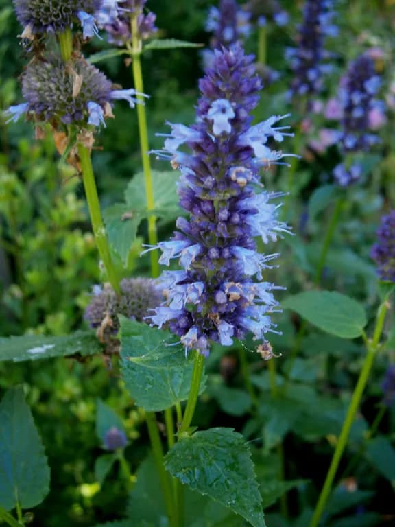 AGASTACHE FOENICULUM FLOWER/LEAF OIL 대표 사진