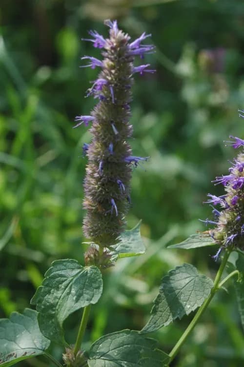 AGASTACHE RUGOSA STEM OIL 대표 사진