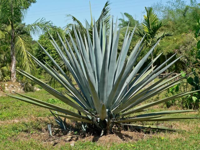 AGAVE TEQUILANA ROOT JUICE 대표 사진