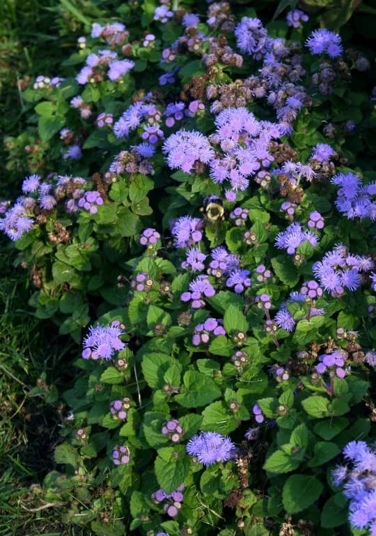 AGERATUM HOUSTONIANUM EXTRACT 대표 사진