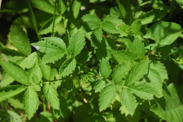 AGRIMONIA PILOSA EXTRACT 대표 사진