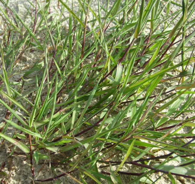 AGROSTIS STOLONIFERA EXTRACT 대표 사진