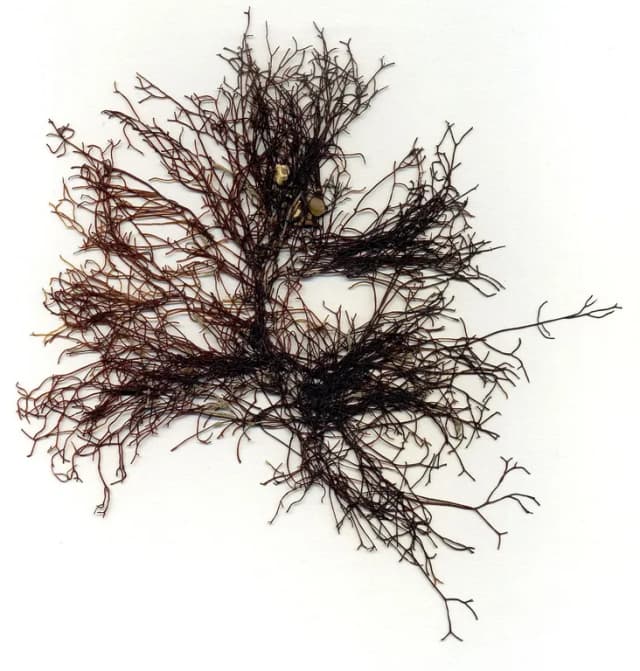 AHNFELTIA PLICATA EXTRACT 대표 사진