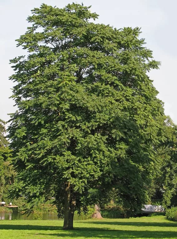 AILANTHUS ALTISSIMA BARK/ROOT EXTRACT 대표 사진