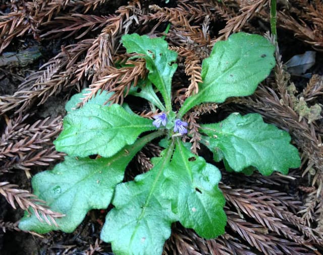 AJUGA DECUMBENS CALLUS EXTRACT 대표 사진