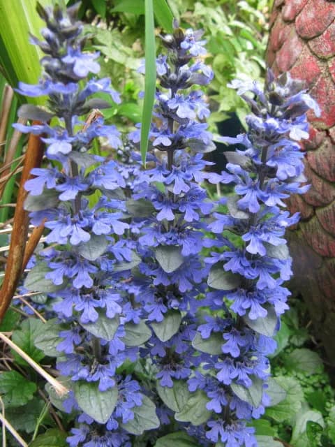 AJUGA TURKESTANICA EXTRACT 대표 사진
