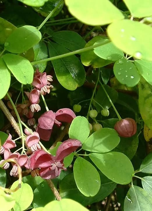 AKEBIA QUINATA FLOWER EXTRACT 대표 사진