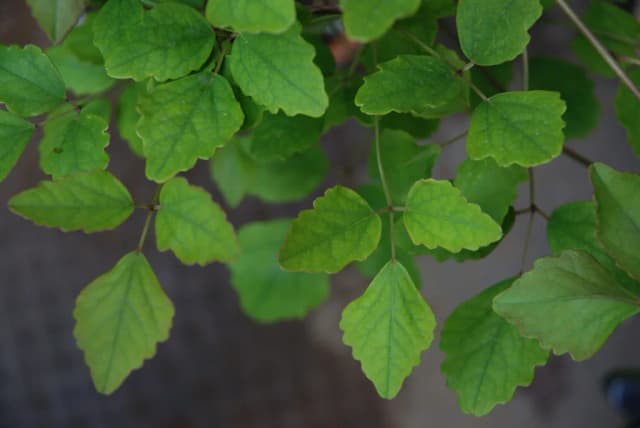 AKEBIA TRIFOLIATA STEM EXTRACT 대표 사진