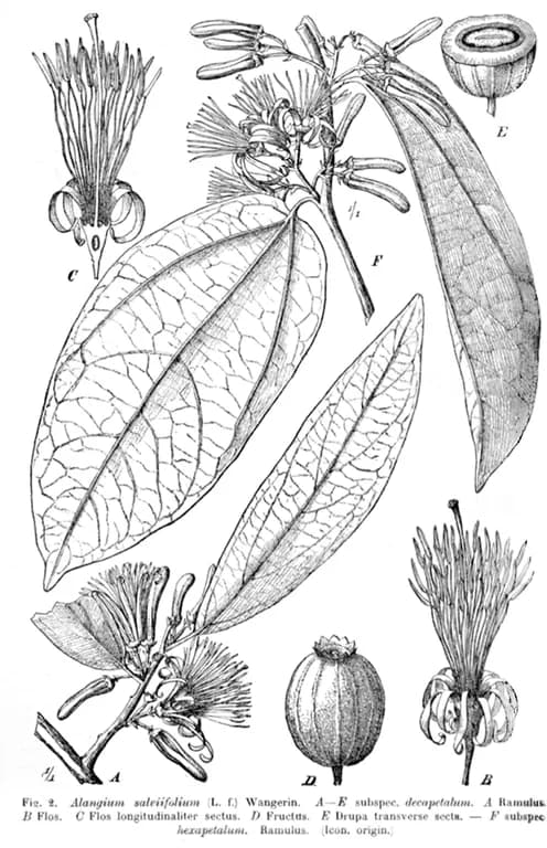 ALANGIUM SALVIIFOLIUM BARK POWDER 대표 사진