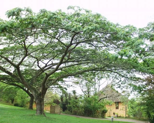 ALBIZIA ADIANTHIFOLIA LEAF EXTRACT 대표 사진