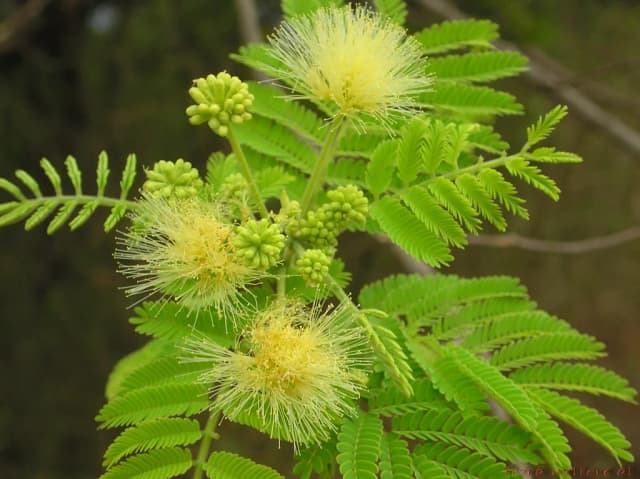 ALBIZIA AMARA SEED EXTRACT 대표 사진