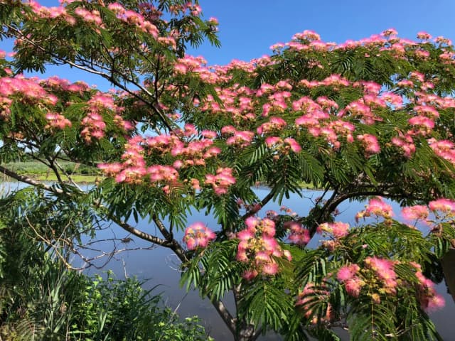 ALBIZIA JULIBRISSIN FLOWER EXTRACT 대표 사진