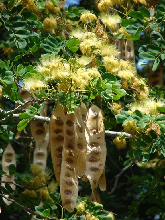 ALBIZIA LEBBECK LEAF 대표 사진